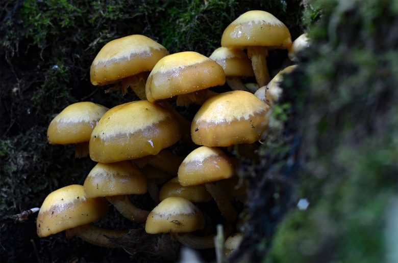 Летний опенок kuehneromyces mutabilis