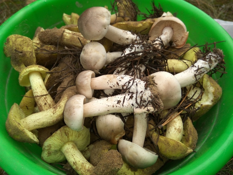 Майский гриб calocybe gambosa