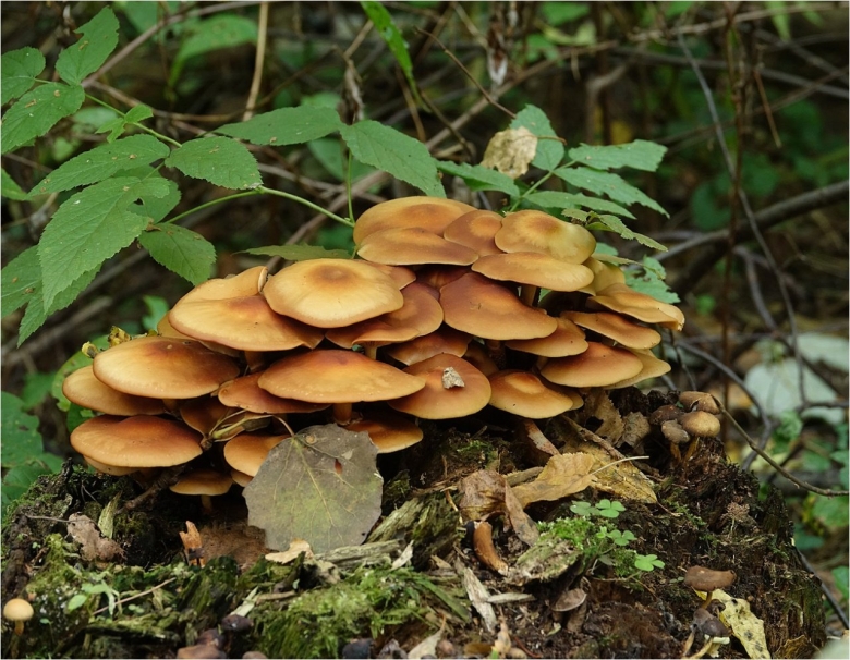 Галерина окаймленная и летний опенок