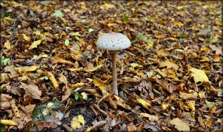 Попутки грибы фото