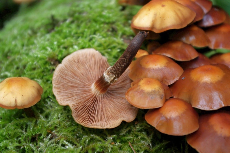 Летний опенок Kuehneromyces mutabilis