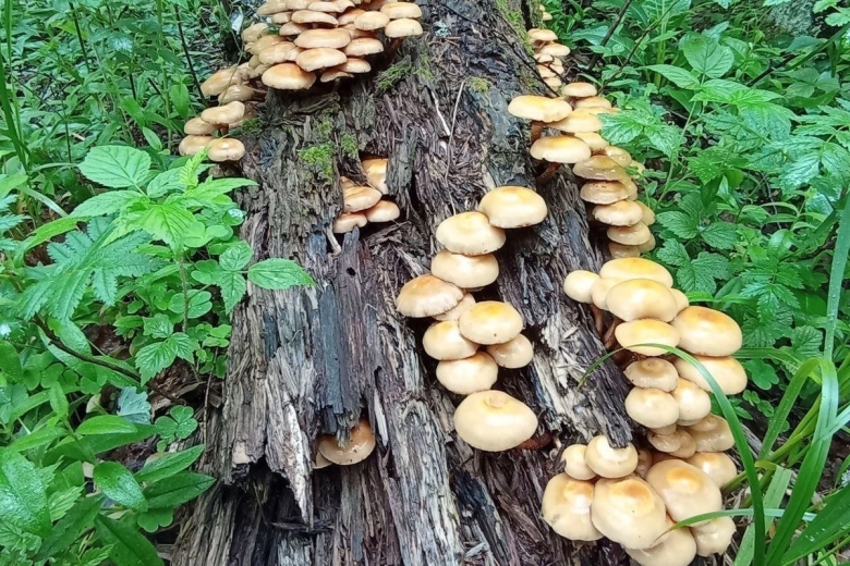 Летние опята