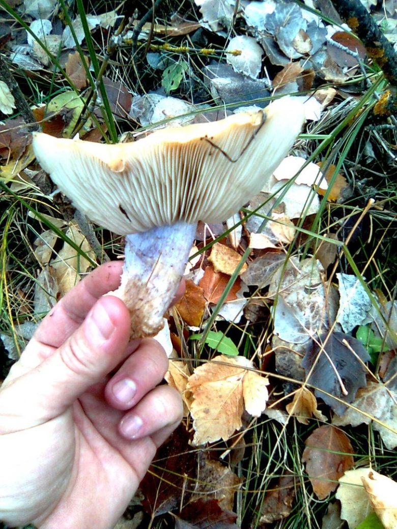 Lactarius fuliginosus