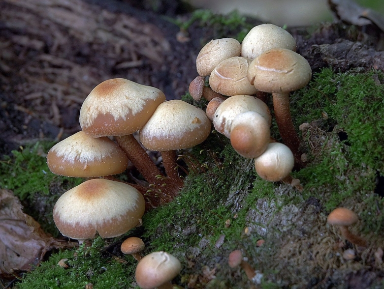 Ложноопёнок серопластинчатый Hypholoma capnoides