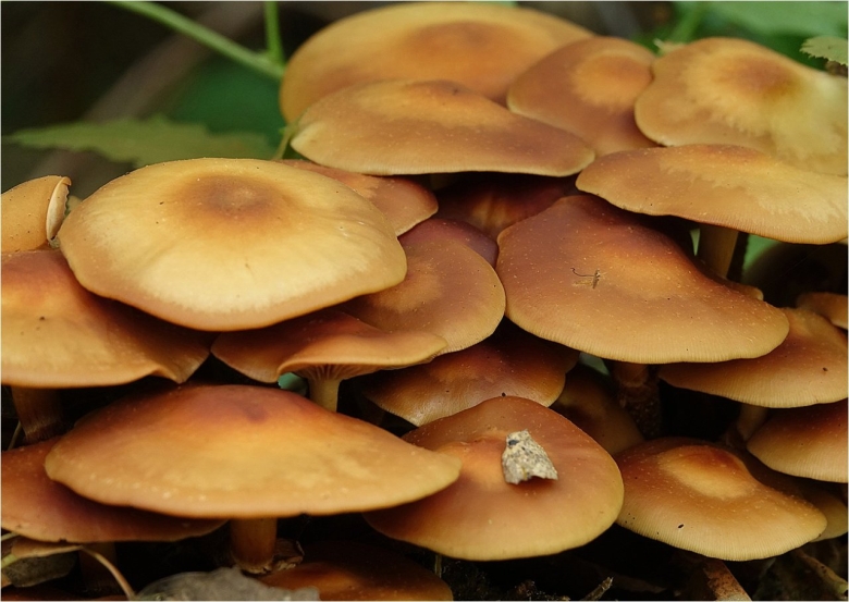 Гриб опенок летний