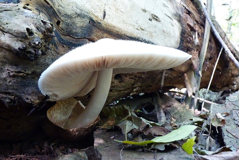 Грибы поганки Краснодарского края