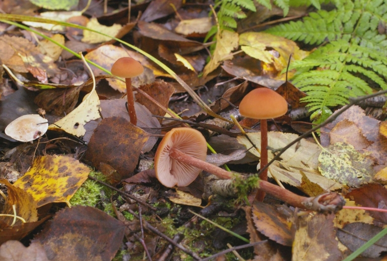 Ядовитые грибы Калининградской области