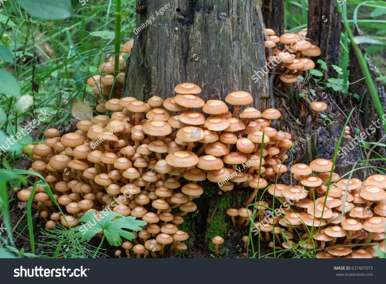 Опёнок летний съедобные грибы