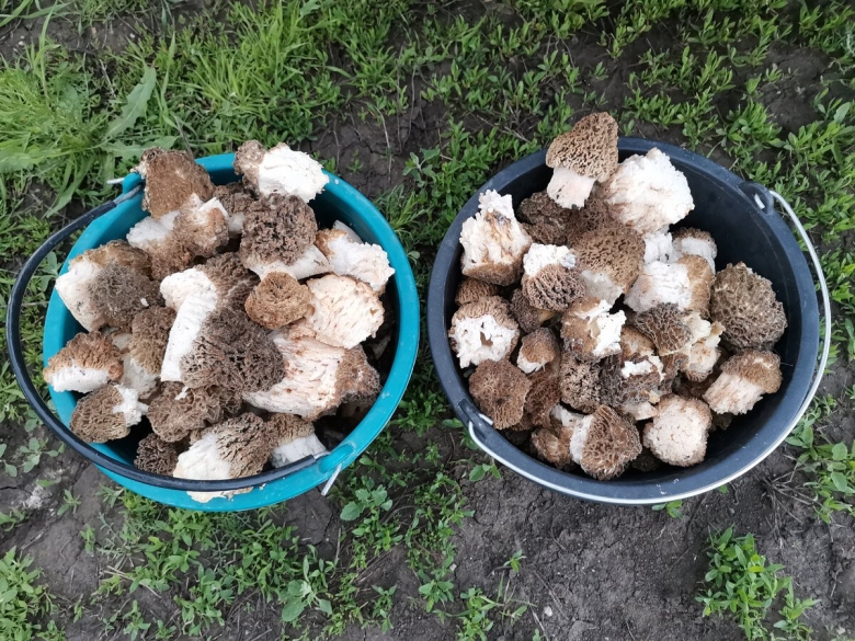 Гарашки грибы