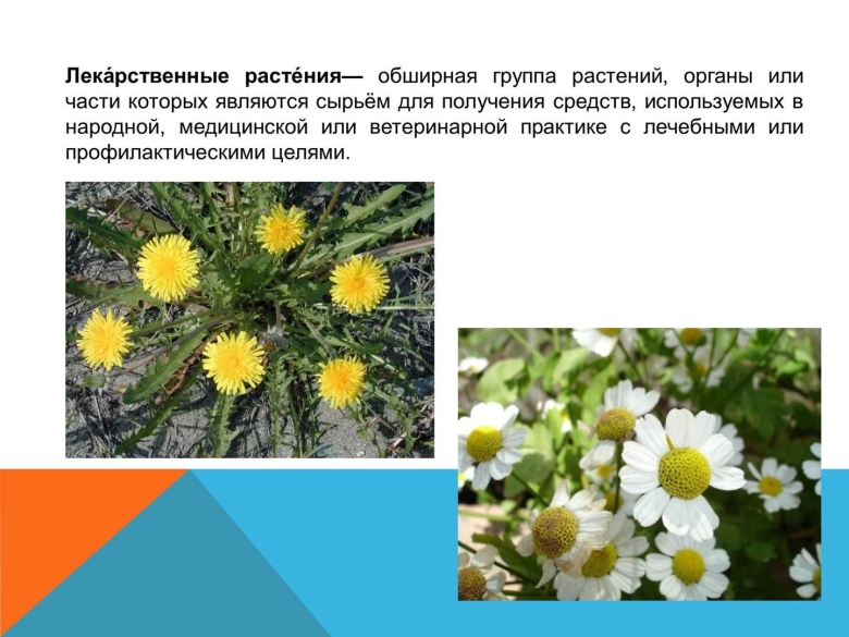 Лекарственные травы Нижегородской области