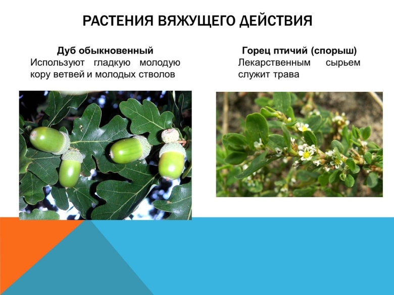 Лекарственные растения вяжущего действия