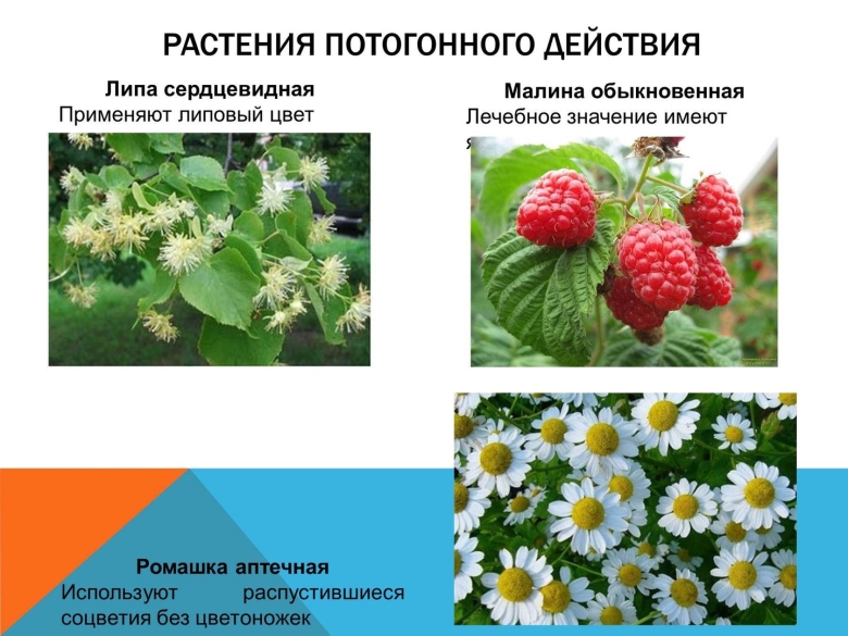 Лечебные растения Нижегородской области