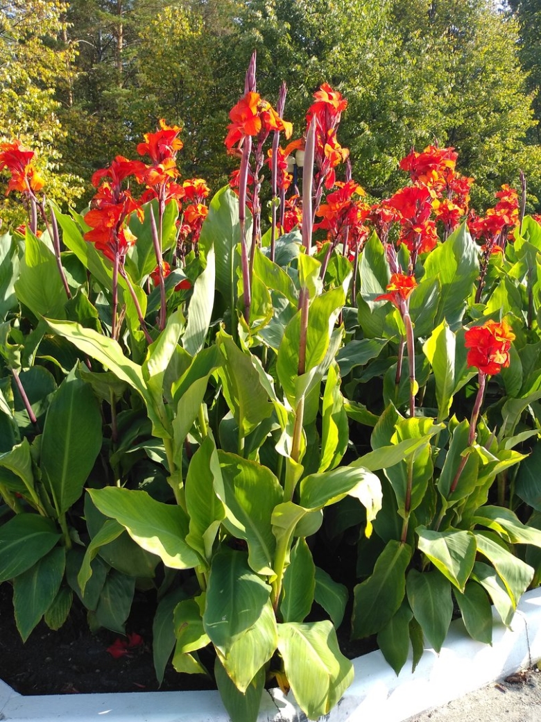 Высокие красные цветы