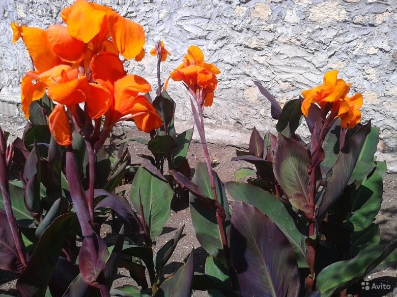 Канна коричневолистная вайоминг