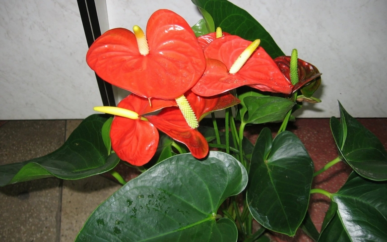 Красный Антуриум цветок