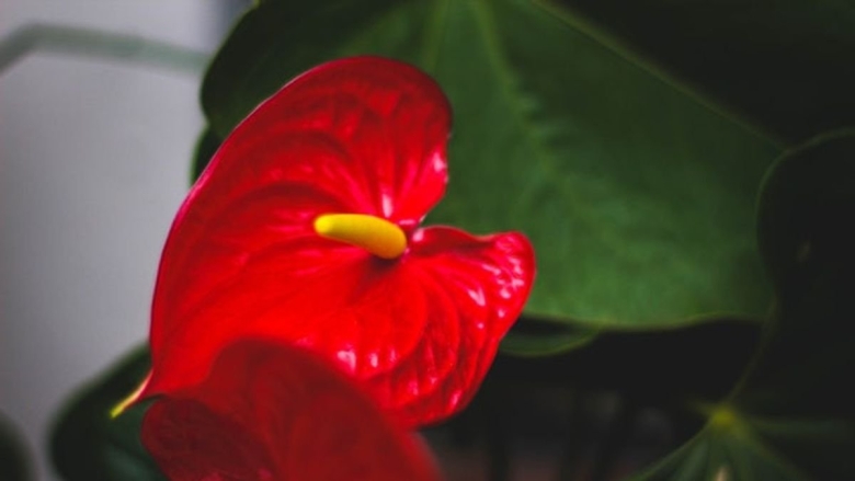 Антуриум красный королевский