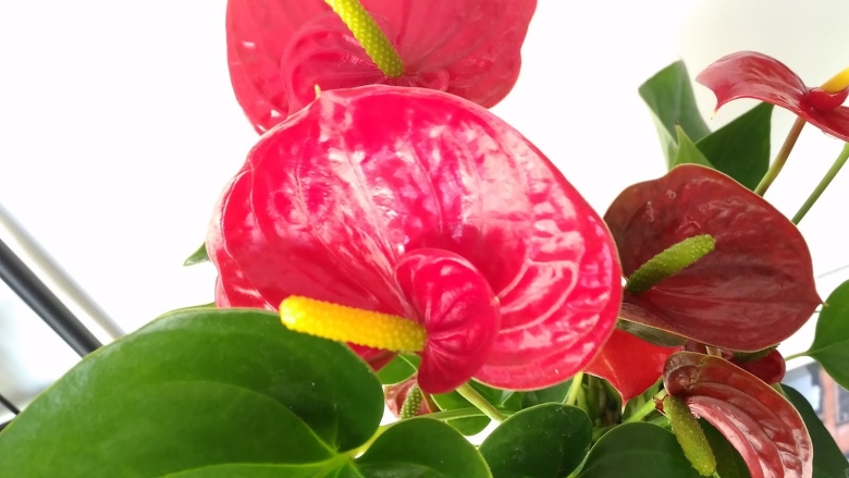 Антуриум Кавалли