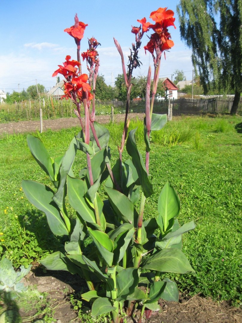 Канна высокорослая