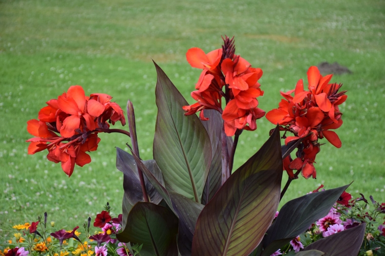 Канна краснолистная Садовая