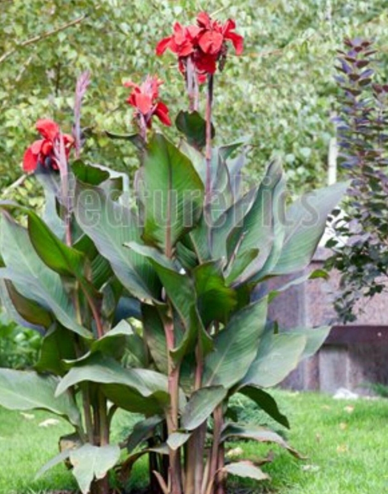 Красные высокие цветы с большими листьями