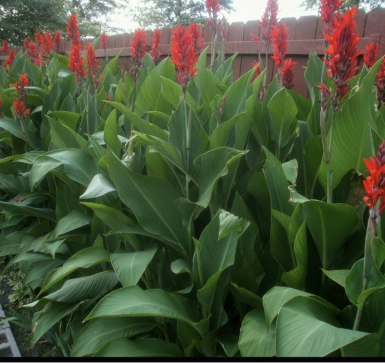 Канна зеленолистная Центурион