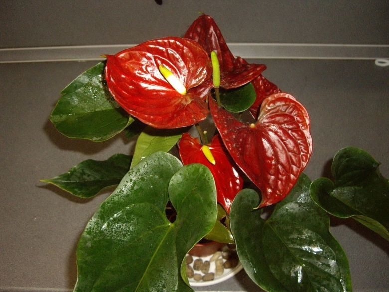Красный Антуриум цветок