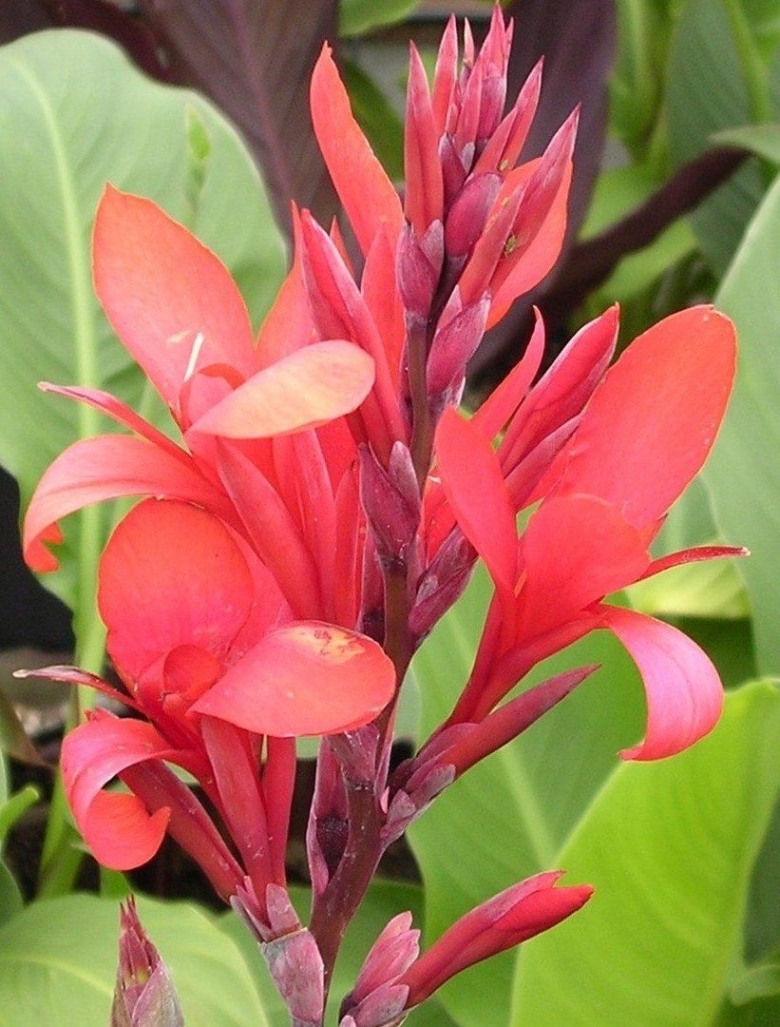 Канна Страйпт Бьюти