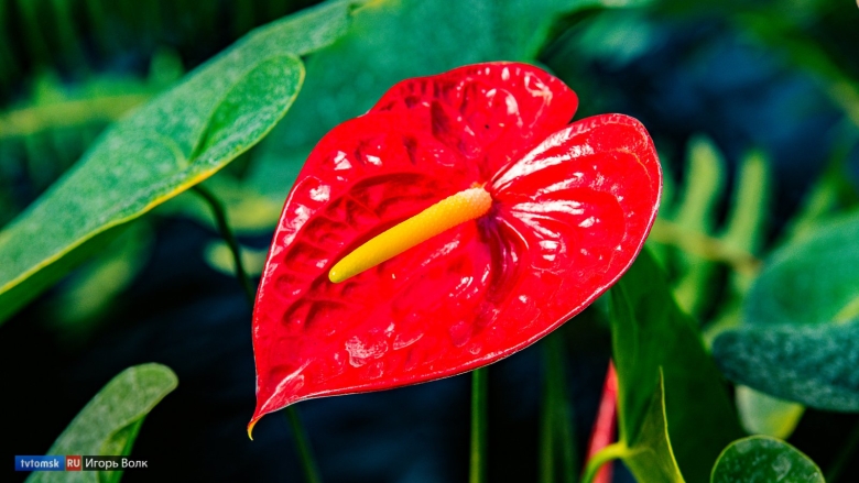 Антуриум черный дракон