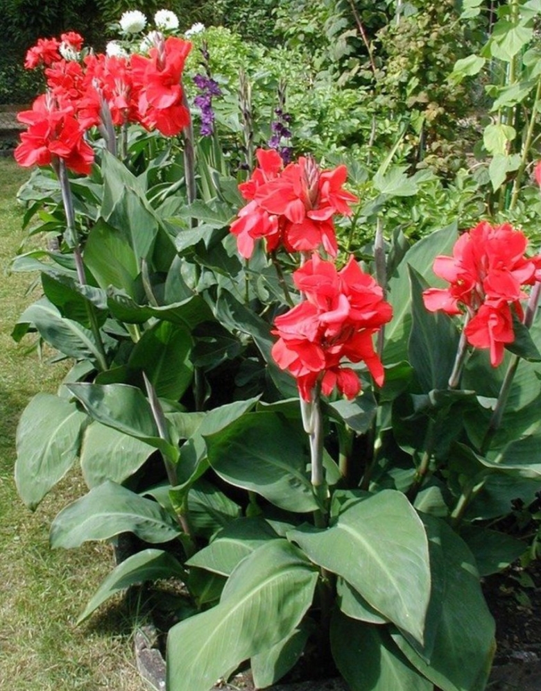 Канны цветы