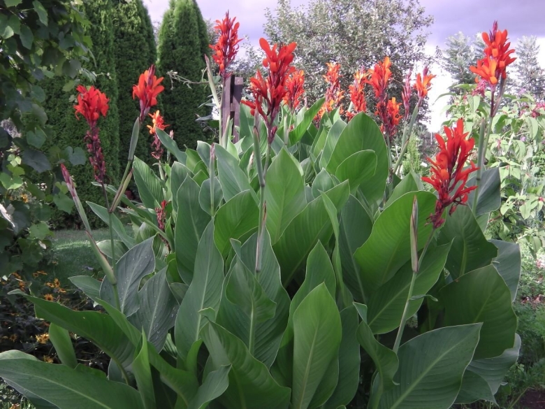 Канны цветы