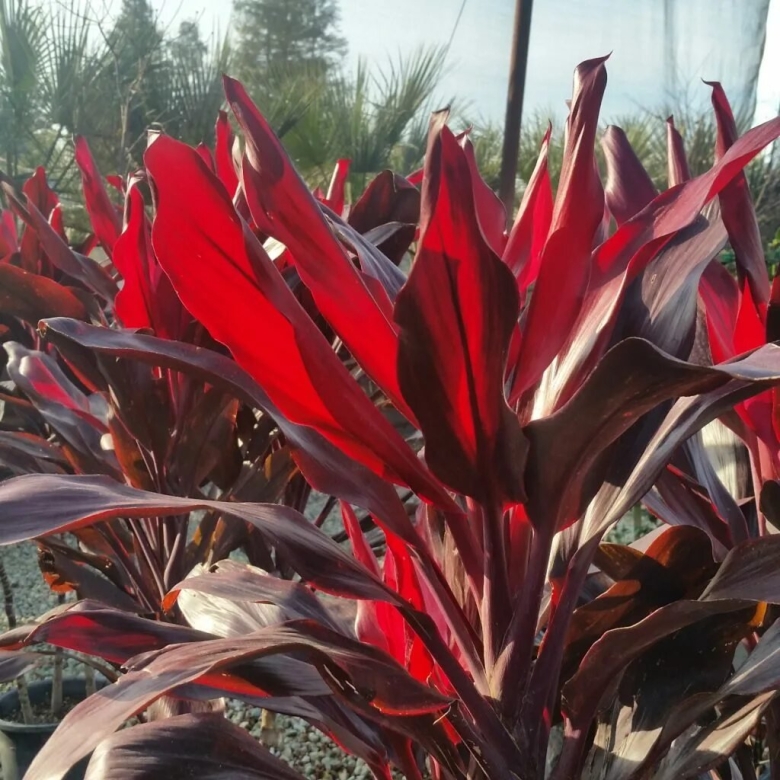 Кордилина кустарниковая