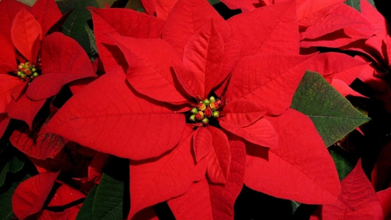 Пуансеттия красная рождественская звезда