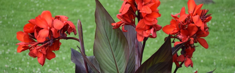 Канна краснолистная