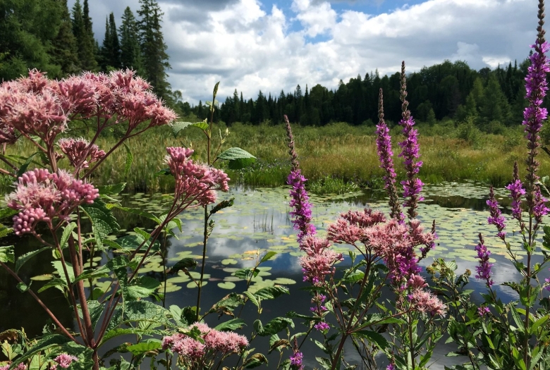 Природа растения