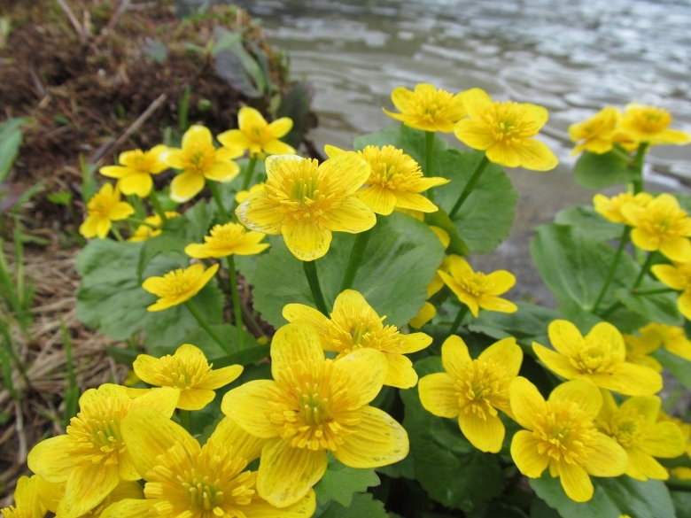 Калужница Caltha palustris