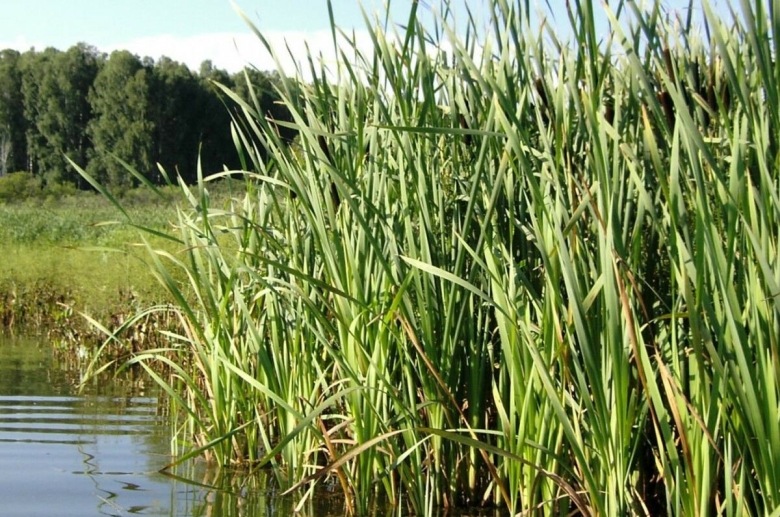 Осока тростник камыш рогоз