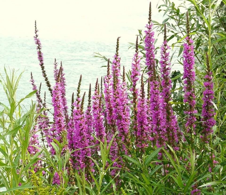 Дербенник Плакун