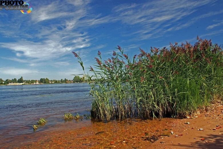 Финский залив тростник берег