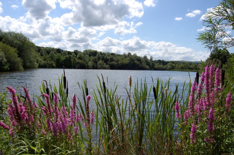Астраханский заповедник рогоз