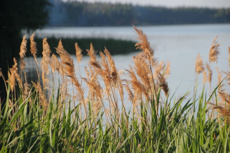 Тростник южный phragmites australis