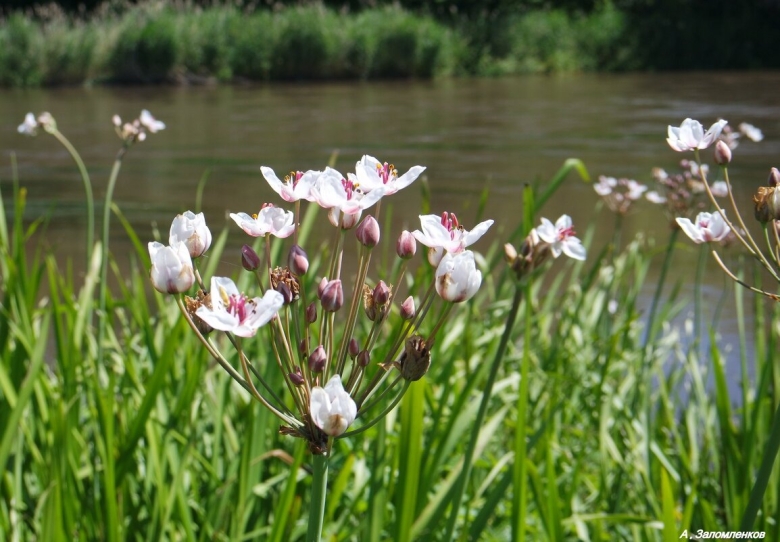 Трава Сусак зонтичный