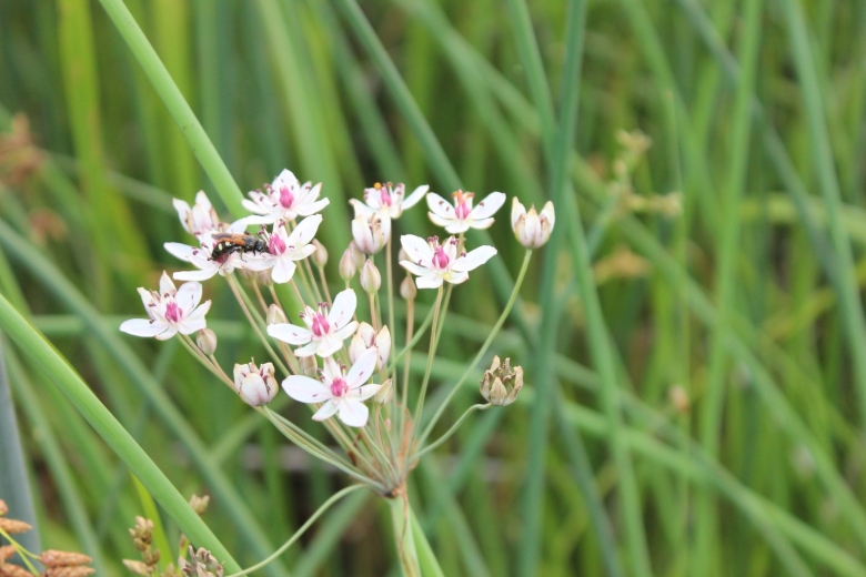 Сусак обыкновенный