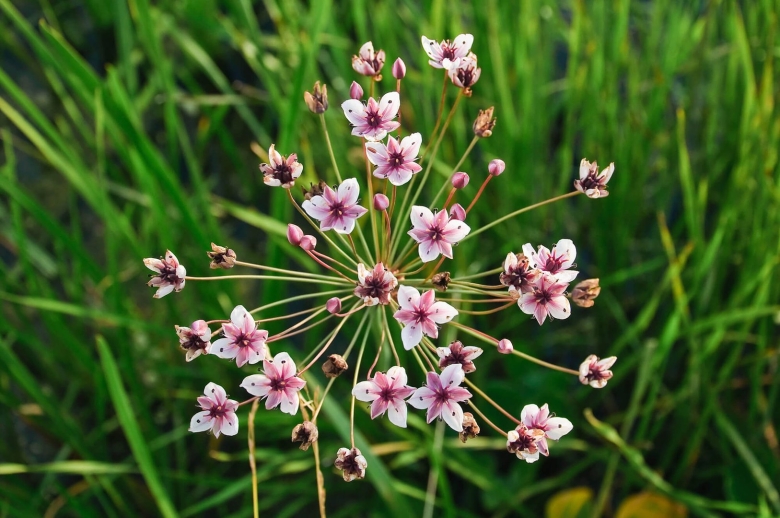 Костник зонтичный