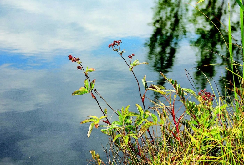 Сабельник растение болот болотный