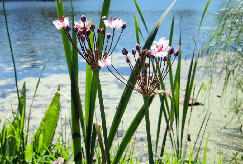 Сусак зонтичный цветок