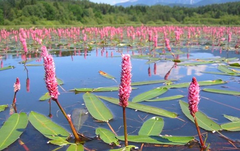 Горец земноводный (persicaria amphibia)