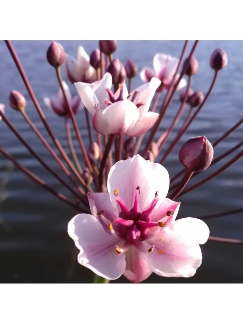 Сусак зонтичный цветок