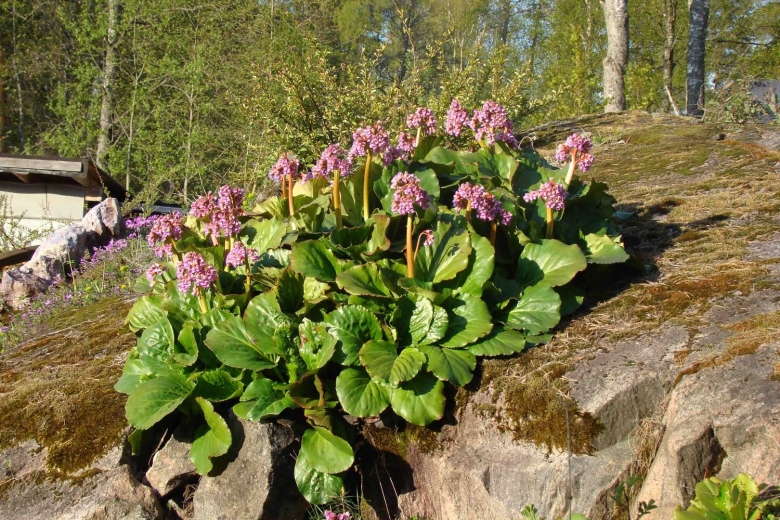 Бадан толстолистный Bergenia crassifolia