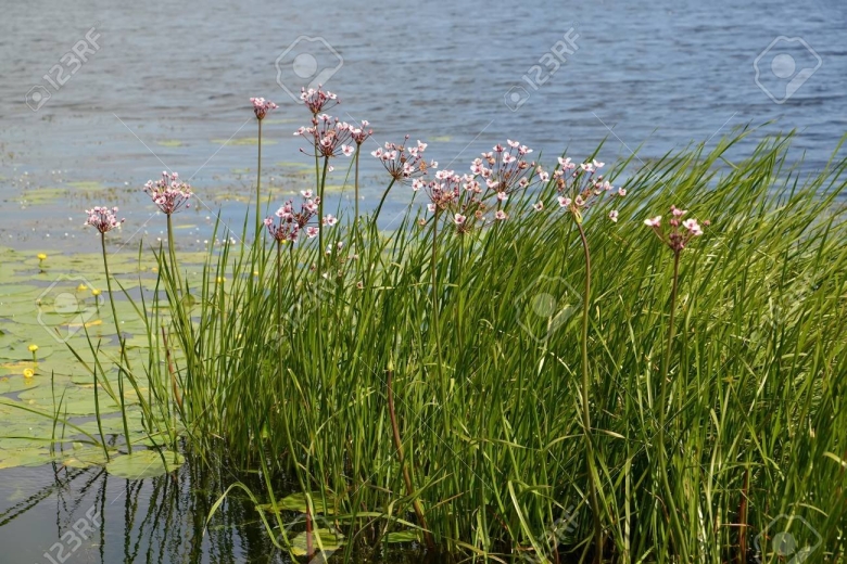 Сусак зонтичный