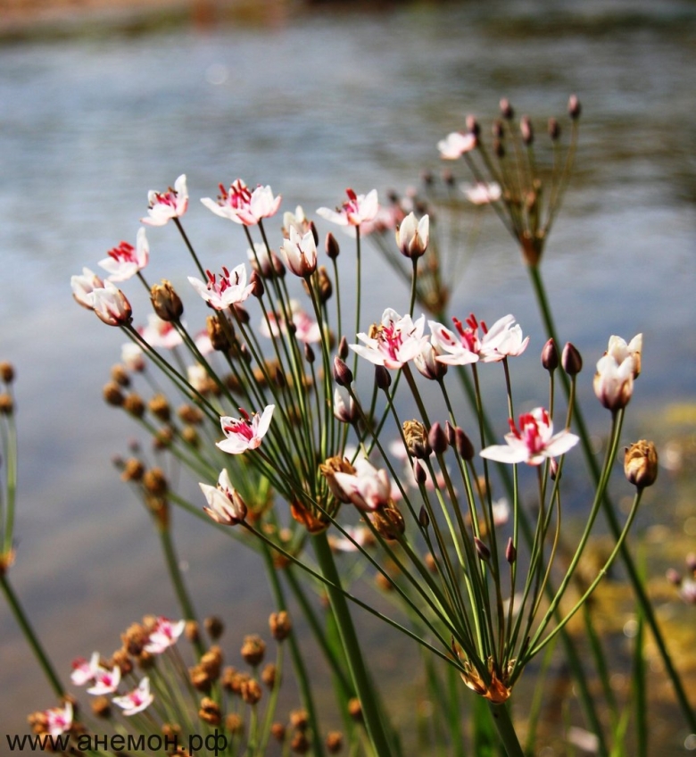 Частуха Болотная Сусак